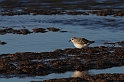 Grey plover